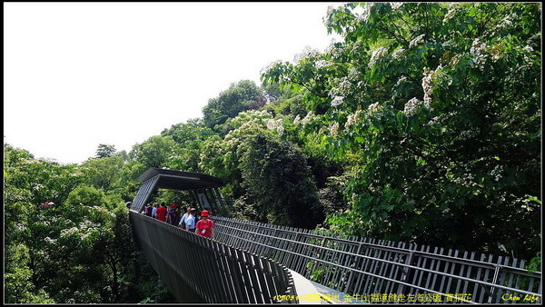 27福州 金牛山福道賞桐花.jpg