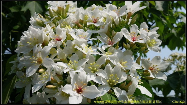 31福州 金牛山福道賞桐花.jpg