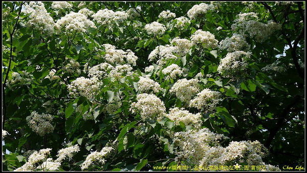 32福州 金牛山福道賞桐花.jpg