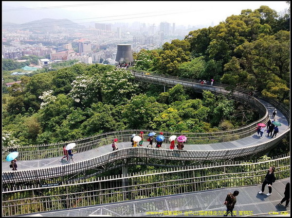 42福州 金牛山福道賞桐花.jpg