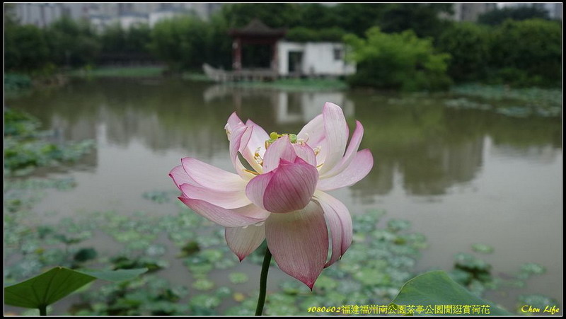 01福州 茶亭公園賞荷.jpg 01福州 茶亭公園賞荷.jpg