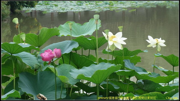 21福州 茶亭公園賞荷.jpg