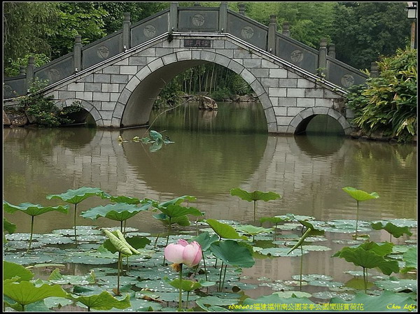 22福州 茶亭公園賞荷.jpg