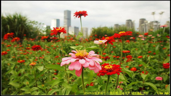 16福州 花海公園.jpg