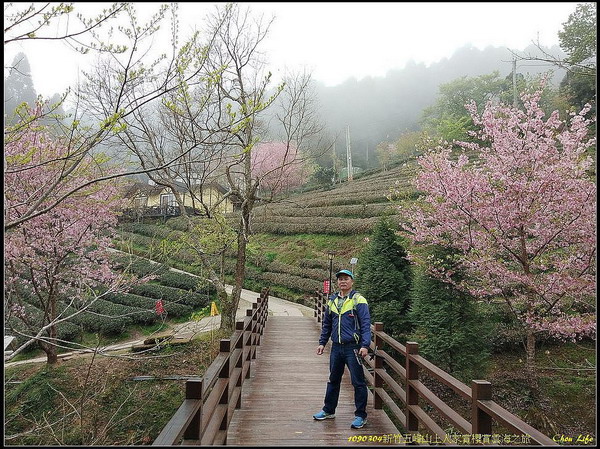 08山上人家賞櫻賞雲海.jpg