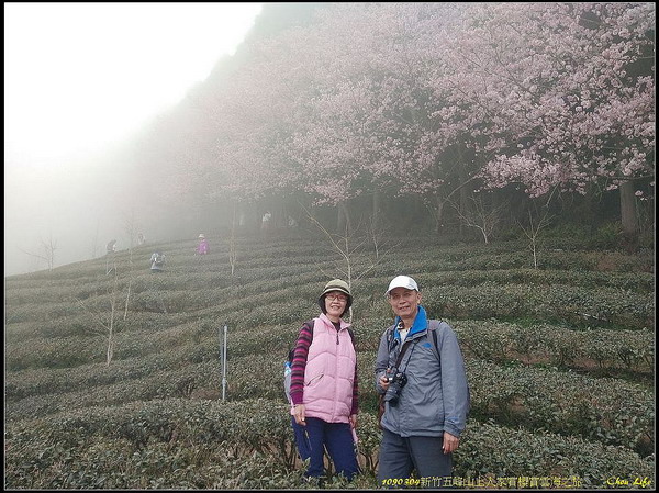 11山上人家賞櫻賞雲海.jpg