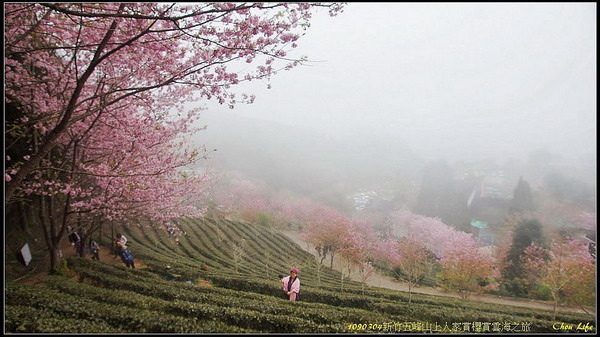 19山上人家賞櫻賞雲海.jpg