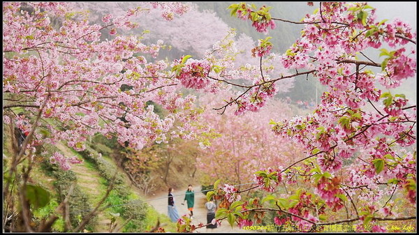 25山上人家賞櫻賞雲海.jpg