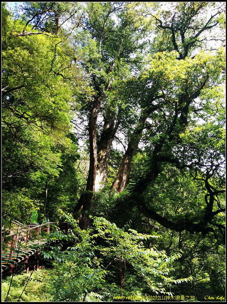 01拉拉山神木群避暑.jpg