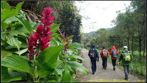 B05登石牛山 慶元旦迎金牛.jpg