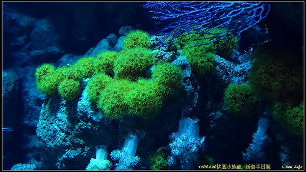 B05桃園水族館  新春半日遊.jpg