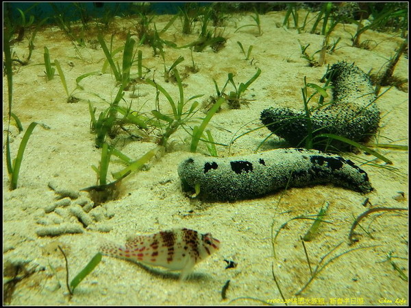 B04桃園水族館  新春半日遊.jpg