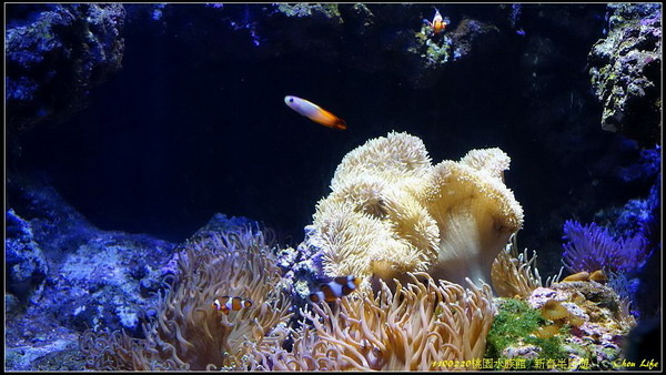 B11桃園水族館  新春半日遊.jpg