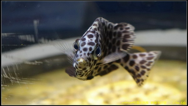 B13桃園水族館  新春半日遊.jpg