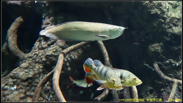 B16桃園水族館  新春半日遊.jpg