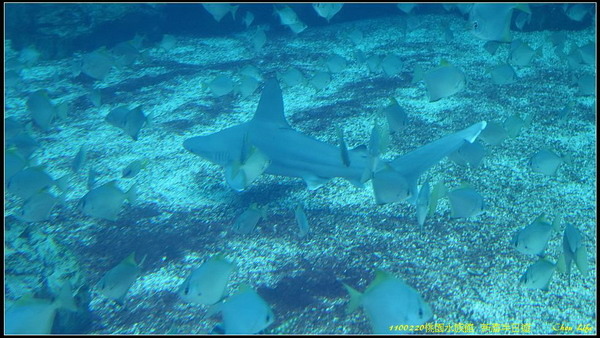 B24桃園水族館  新春半日遊.jpg