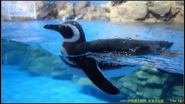 B42桃園水族館  新春半日遊.jpg