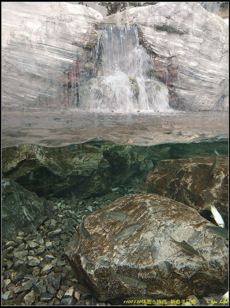 B50桃園水族館  新春半日遊.jpg