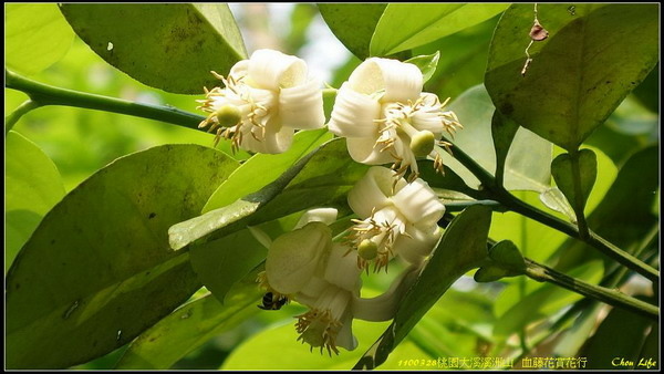 B04桃園溪洲山血藤花賞花行.jpg