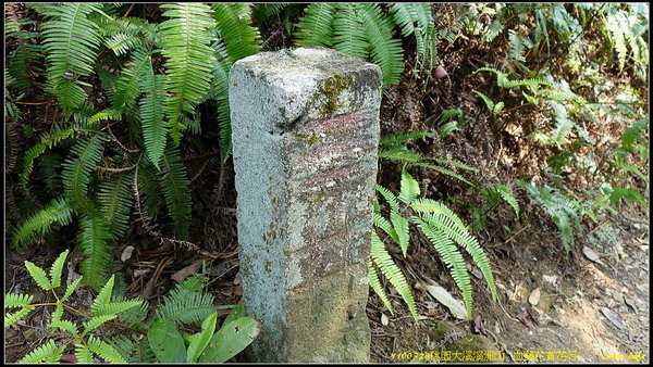 B23桃園溪洲山血藤花賞花行.jpg