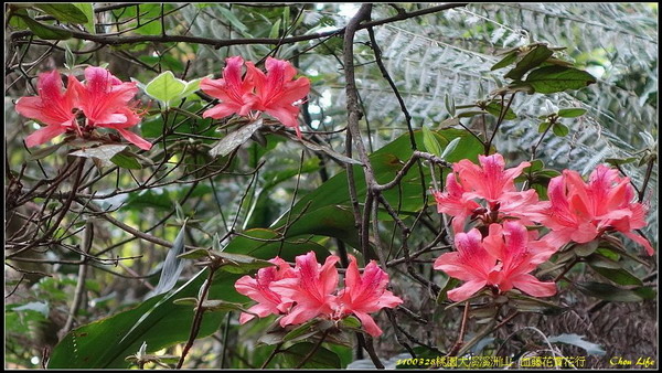 B24桃園溪洲山血藤花賞花行.jpg