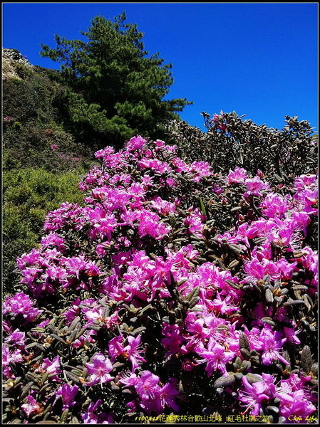 B08合歡山北峰 紅毛杜鵑.jpg