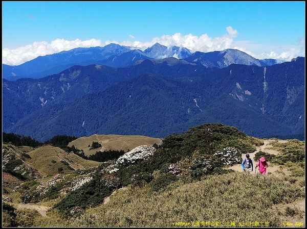 B33合歡山北峰 紅毛杜鵑.jpg