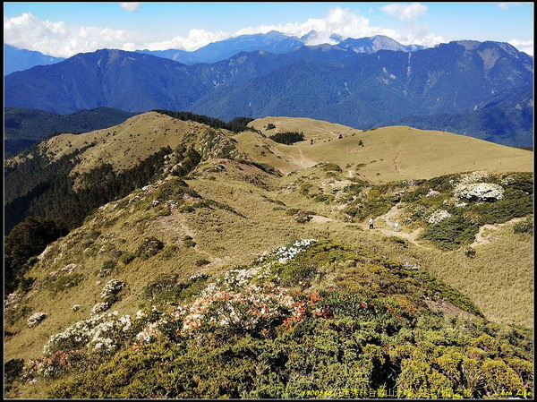 B41合歡山北峰 紅毛杜鵑.jpg