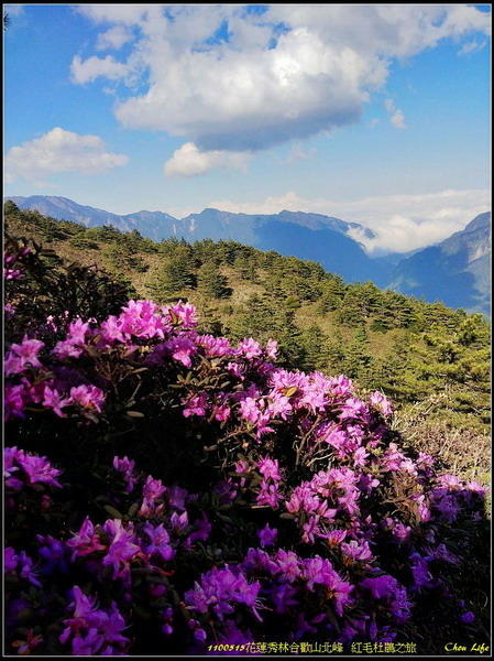 B53合歡山北峰 紅毛杜鵑.jpg