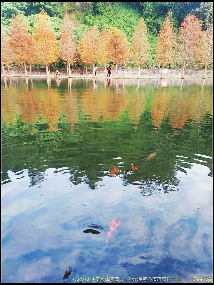 010月眉生態公園落羽松之美.jpg