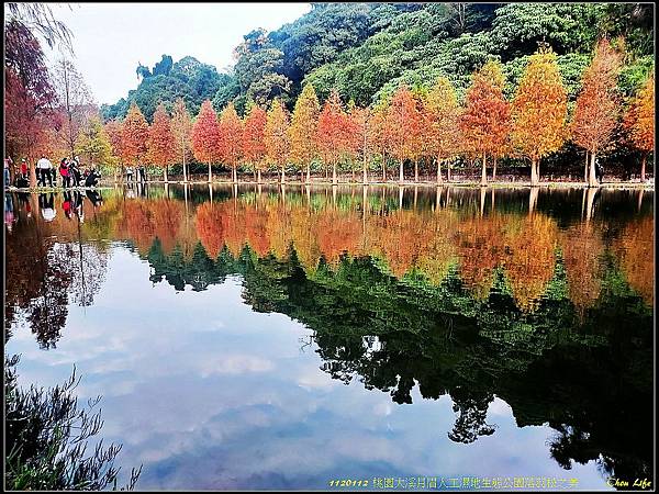 009月眉生態公園落羽松之美.jpg