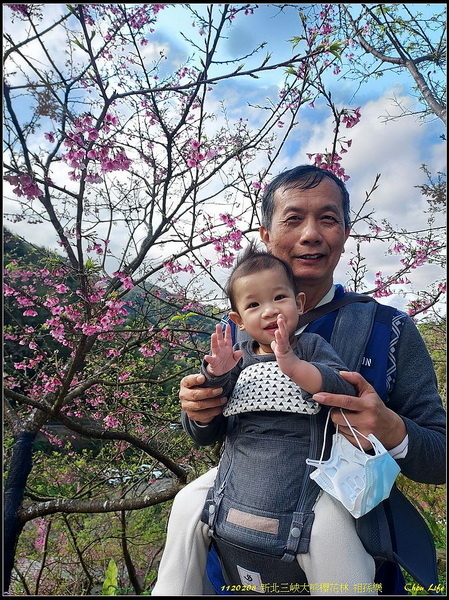 B05三峽大熊櫻花林.jpg