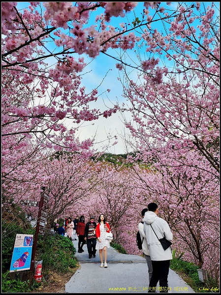 B01三峽大熊櫻花林.jpg