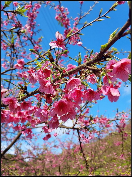 B04三峽大熊櫻花林.jpg