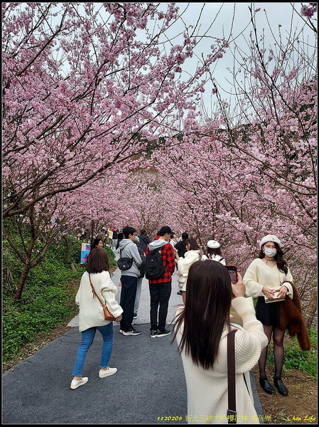 B08三峽大熊櫻花林.jpg