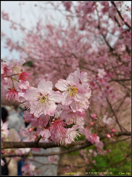 B12三峽大熊櫻花林.jpg