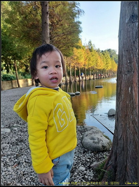 B26月眉濕地公園  落羽松.jpg