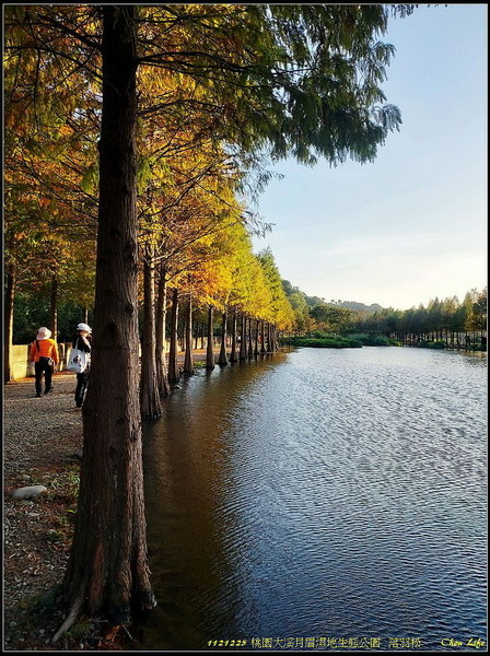 B24月眉濕地公園  落羽松.jpg