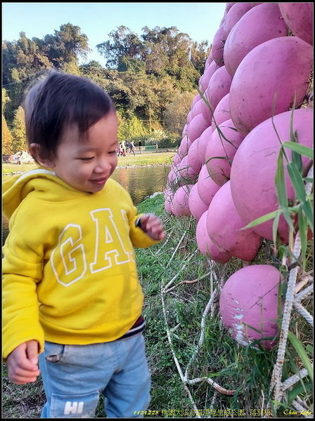 B38月眉濕地公園  落羽松.jpg