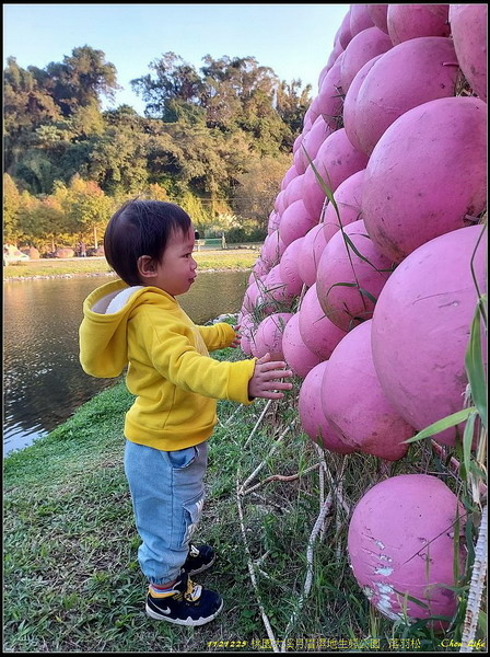 B37月眉濕地公園  落羽松.jpg