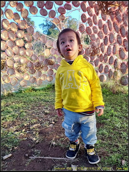 B41月眉濕地公園  落羽松.jpg