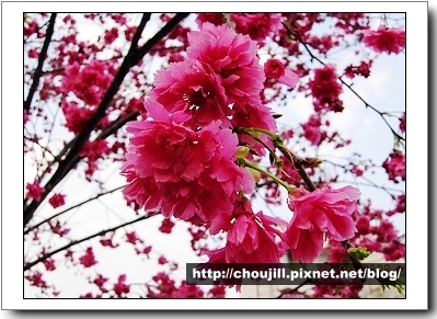 老街旁美麗的櫻花-2