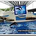 我喜歡海豚，不知道為什麼！！