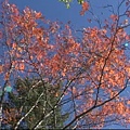 九寨溝之旅-38.bmp