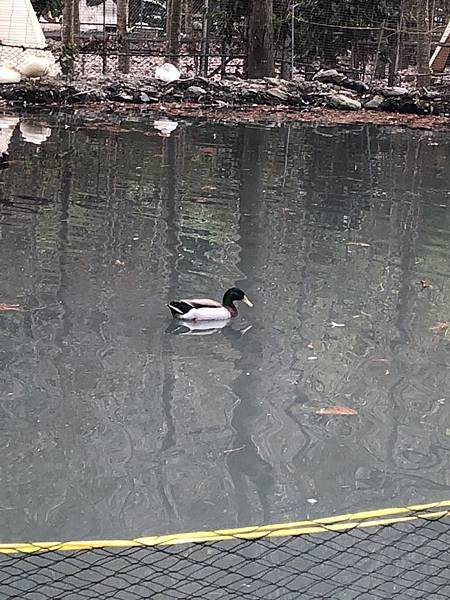 鴨S__20439065.jpg 鴨S__20439065.jpg