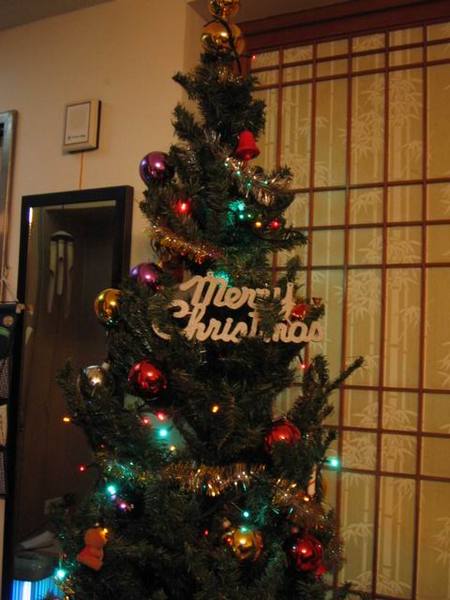 這是在我們家陪著我們度過無數年聖誕節的長青聖誕樹~