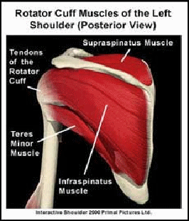 rotator_cuff.gif