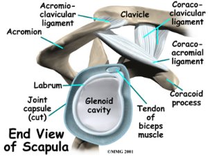 shoulder_labral_tear_anat_02.jpg