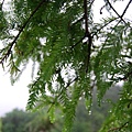 在飄雨