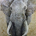 20211185707_象王_The King of the Elephants_油畫_Oil on canvas_97x130cm_60F_動物_尤倫斯·達內斯_Llorens Danes_西班牙_2019.jpg